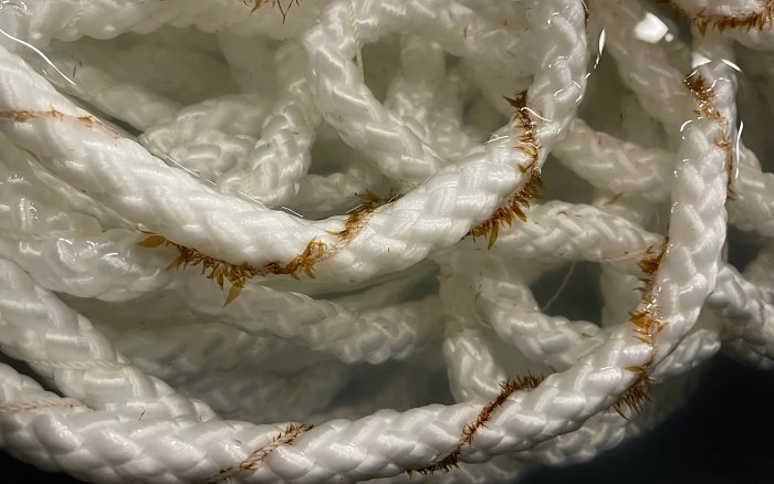 В Норвегии появится первая аквакультурная ферма по выращиванию лосося и водорослей 