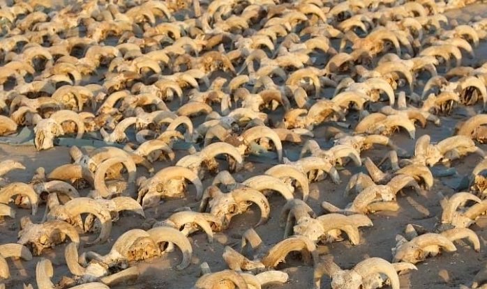 В руинах древнеегипетского храма нашли тысячи мумифицированных бараньих голов