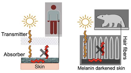 Белые медведи помогли создать самый теплый материал в мире