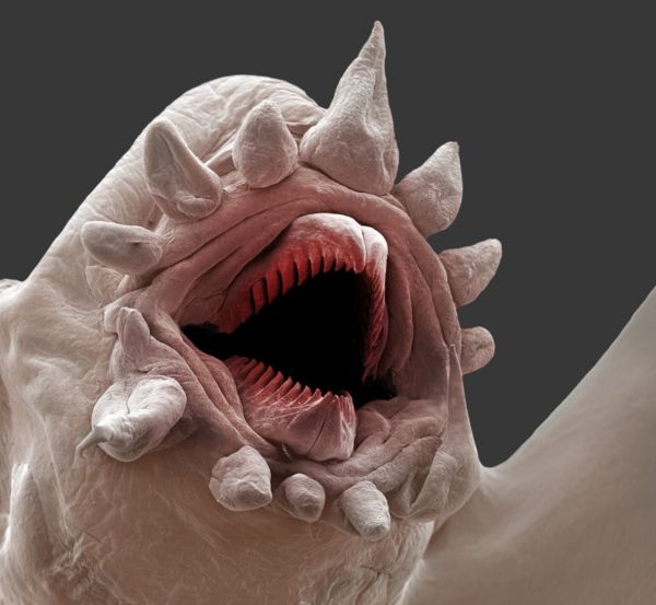 Космический зонд Juice отправился к лунам Юпитера, чтобы узнать, могла ли там зародиться жизнь