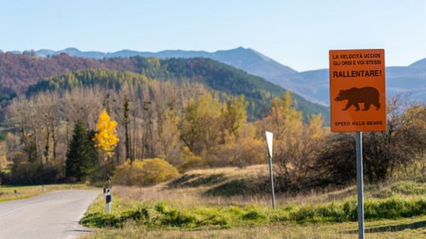 В Италии поймана медведица, убившая человека на пробежке. Местные жители требуют усыпить животное, экологи - против