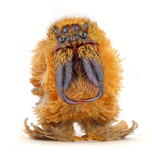 Индонезийские ученые создали "Куропаука"?