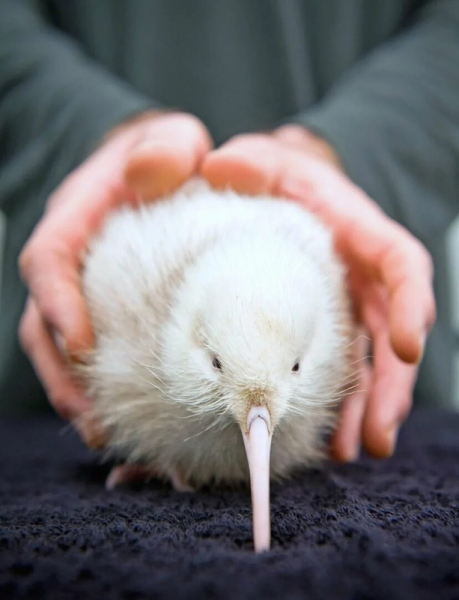 Киви, но не ягода - птица похожая на детскую игрушку