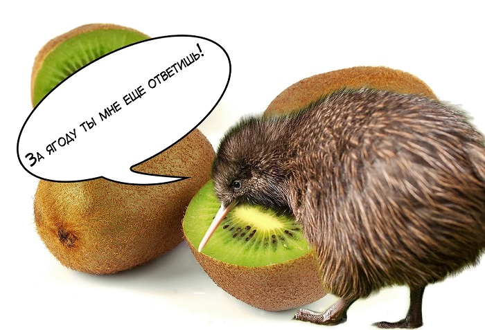 Киви, но не ягода - птица похожая на детскую игрушку