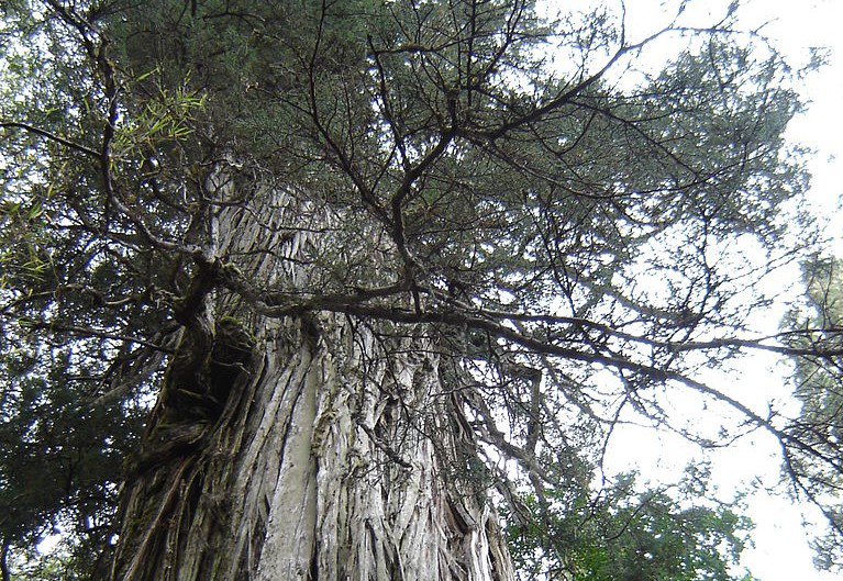 Самое старое дерево растет в Чили и ему 5000 лет