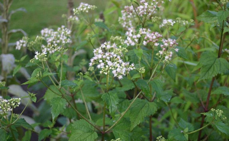 Самые ядовитые растения на планете