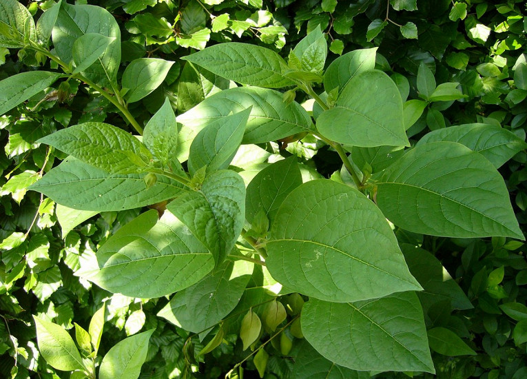 Самые ядовитые растения на планете