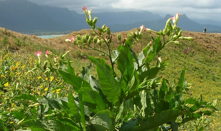 Самые ядовитые растения на планете