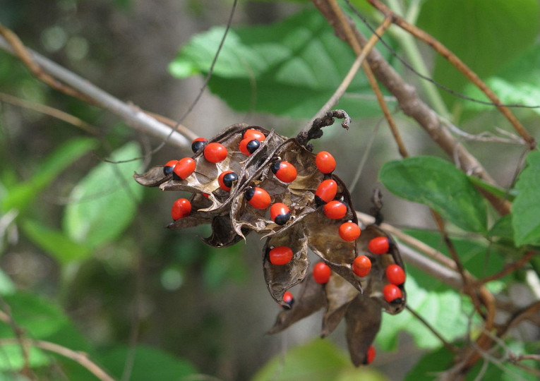 Самые ядовитые растения на планете