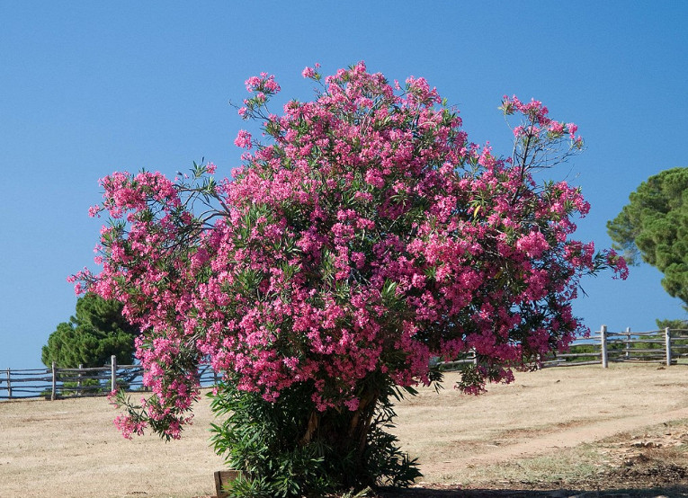 Самые ядовитые растения на планете