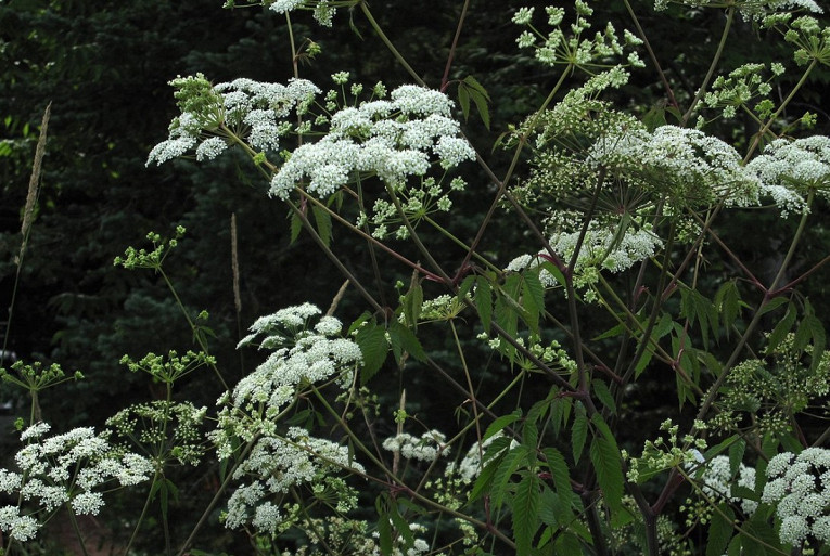 Самые ядовитые растения на планете