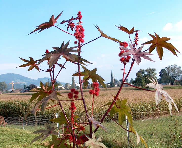 Самые ядовитые растения на планете
