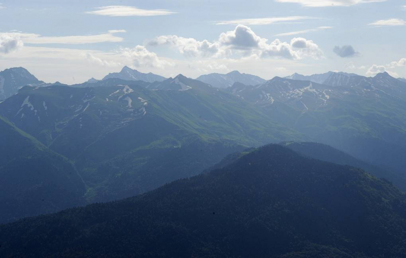 В Сочи обнаружили новый вид растения, относящийся к ледниковому периоду
