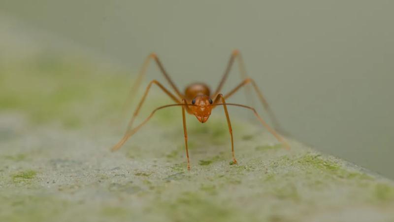 Желтые сумасшедшие муравьи-химеры рождаются в результате невиданного ранее странного размножения