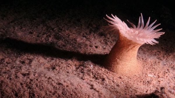 В Тихом океане обнаружили 5 тыс. ранее неизвестных существ. Посмотрите на некоторые из них