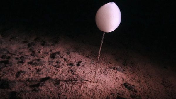 В Тихом океане обнаружили 5 тыс. ранее неизвестных существ. Посмотрите на некоторые из них