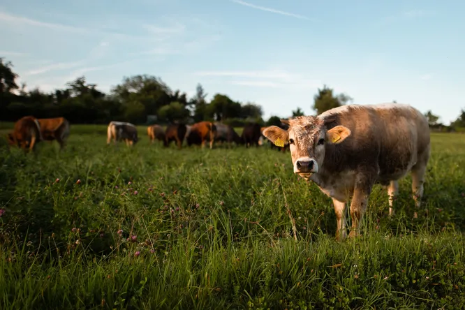 Исследование: выращенное в лаборатории мясо может быть в 25 раз хуже для климата, чем говядина