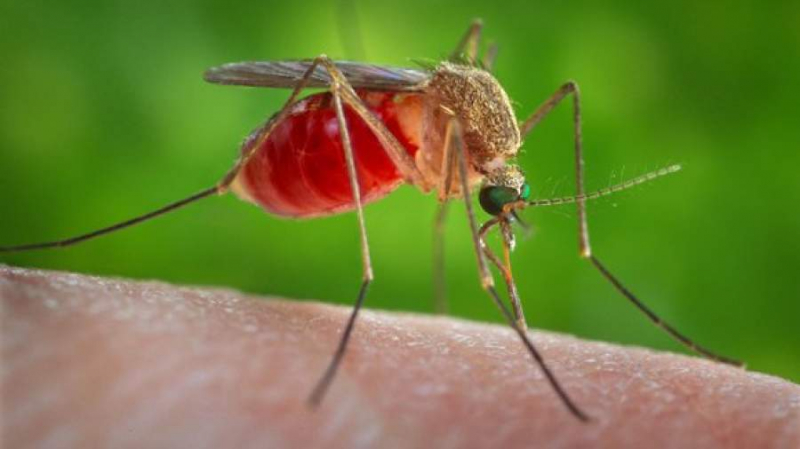 Как привлечь комаров: научное объяснение