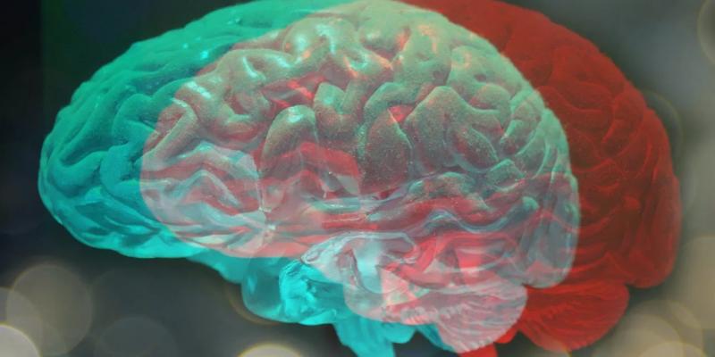 Мозг: как он работает и как мы можем его улучшить