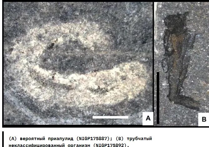 Открыт удивительно хорошо сохранившийся «морской карликовый мир» 462 млн лет назад в Уэльсе!