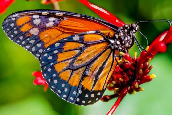 Открытие генома: бабочки прошли путь эволюции более 100 млн лет назад