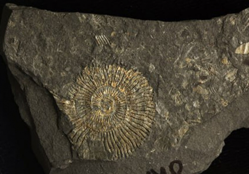 Раскрыта тайна золотистых оттенков окаменелостей: что скрывается за блеском сланцевых аммонитов?