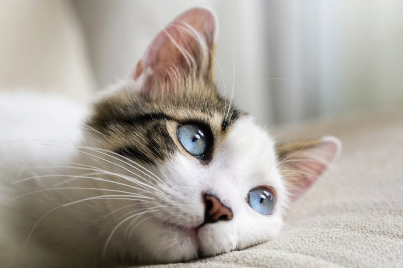 Генная терапия – новый способ контрацепции кошек, который изменит жизнь домашних животных