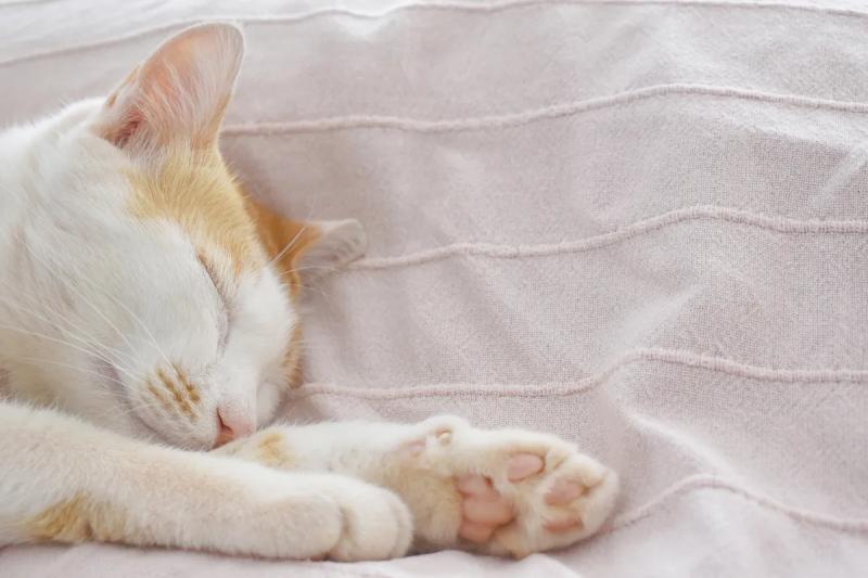 Инерция сна: почему после дневного сна вы чувствуете себя еще более усталыми