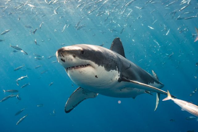 Мегалодон: теплокровный хищник, который стал жертвой изменений в мире океанов