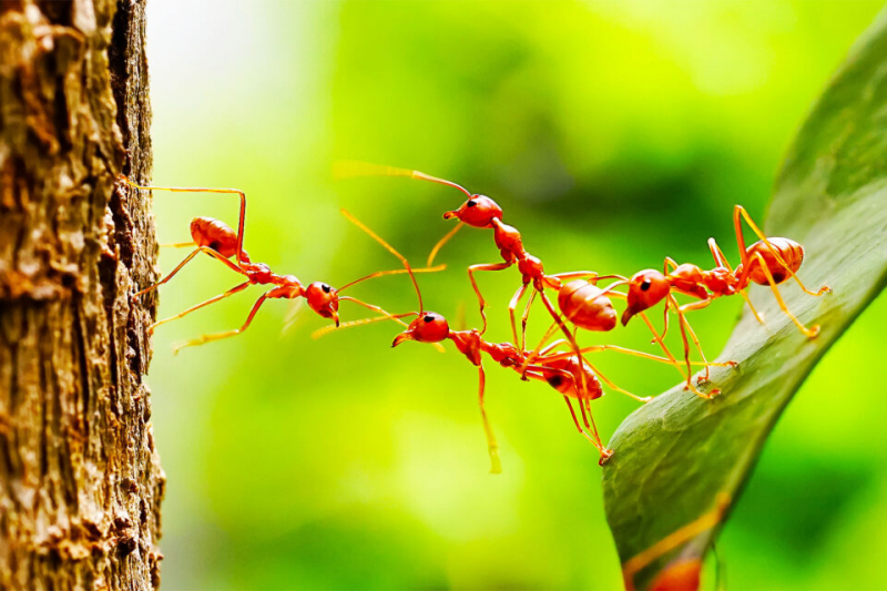 Ментальная телепатия муравьев: как они общаются без слов