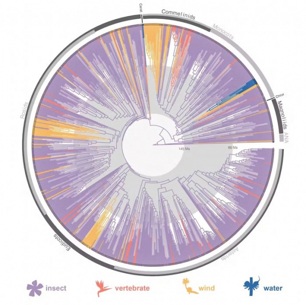 Насекомые опылили первый цветок 140 млн лет назад — и это были не пчелы