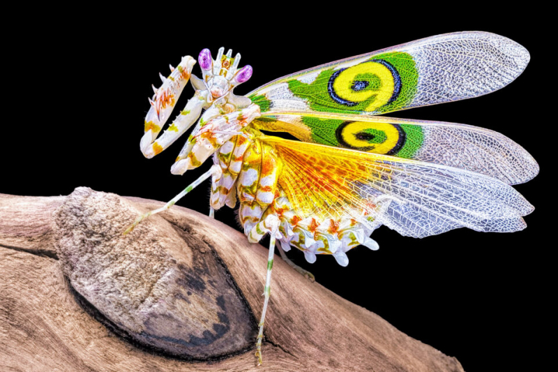 Насекомые – животные или нет?