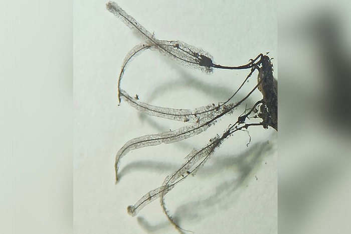 Новый вид слизевиков, обнаруженный на Алтае, может стать ключом к борьбе с устойчивыми к антибиотикам бактериями