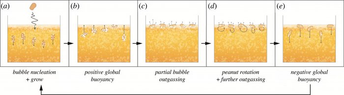 Почему арахис «танцует» в бокале пива