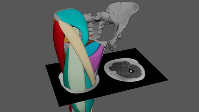 Ученые из Кембриджа узнали новые подробности о самом знаменитом австралопитеке Люси
