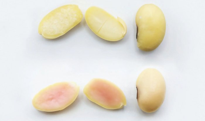 Добавление генов животных в сою позволит выращивать свинину как растение