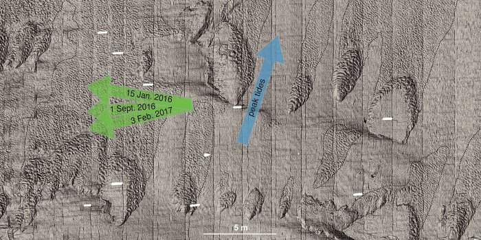 Новая детальная карта океанского дна позволяет разглядеть даже отдельных крабов