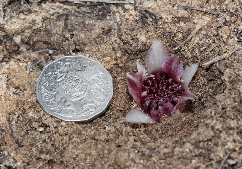 Ризантелла Гарднера: странная орхидея, которая растет под землей