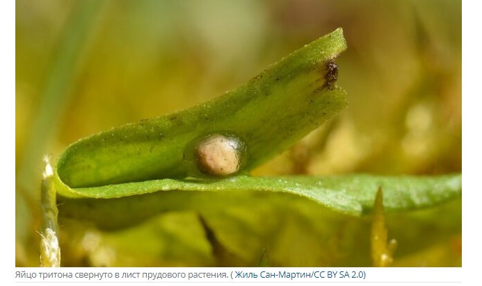 Тайна бессмысленных яиц: почему некоторые тритоны не знают, как вылупиться
