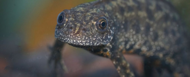 Тайна бессмысленных яиц: почему некоторые тритоны не знают, как вылупиться