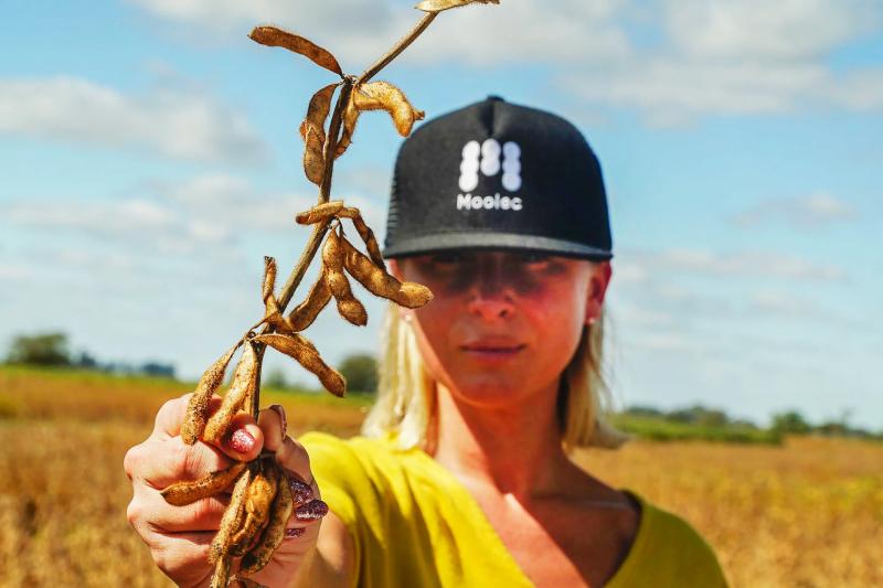 Трансгенные соевые бобы могут заменить свинину