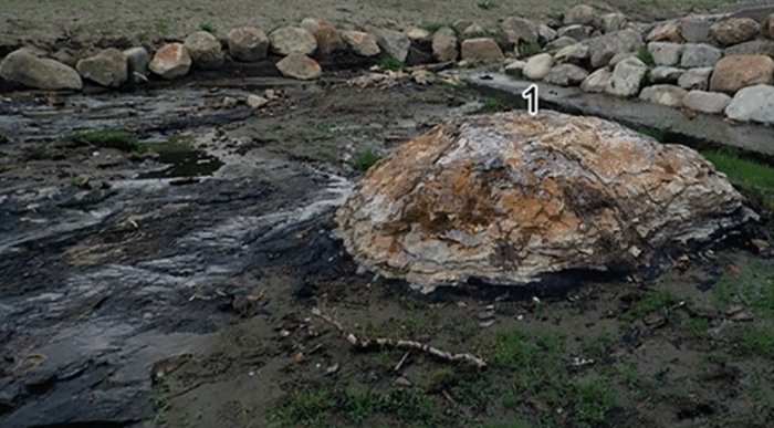 В Японии обнаружили реликтовый лес возрастом в несколько миллионов лет