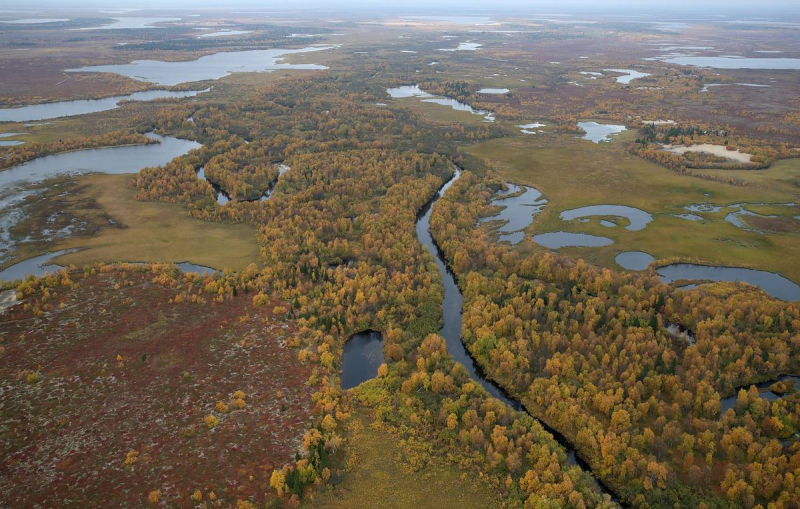 Арктическая тундра: история и эволюция растительного мира
