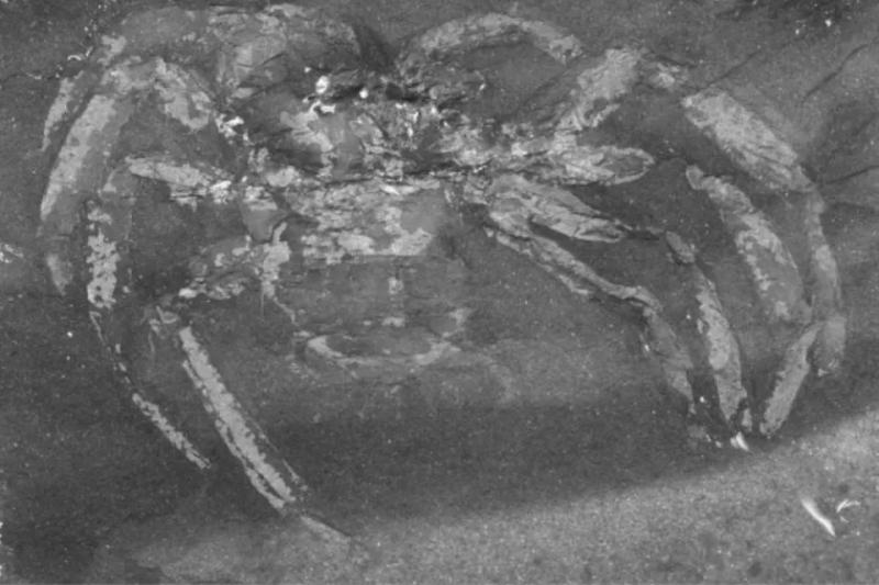 Древний паук-отшельник: уникальное открытие в Берлинском музее