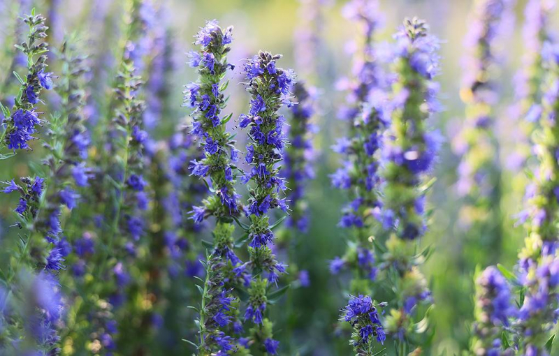 "Иссоп лекарственный": новый растительно-грибной антибиотик, который может изменить будущее медицины