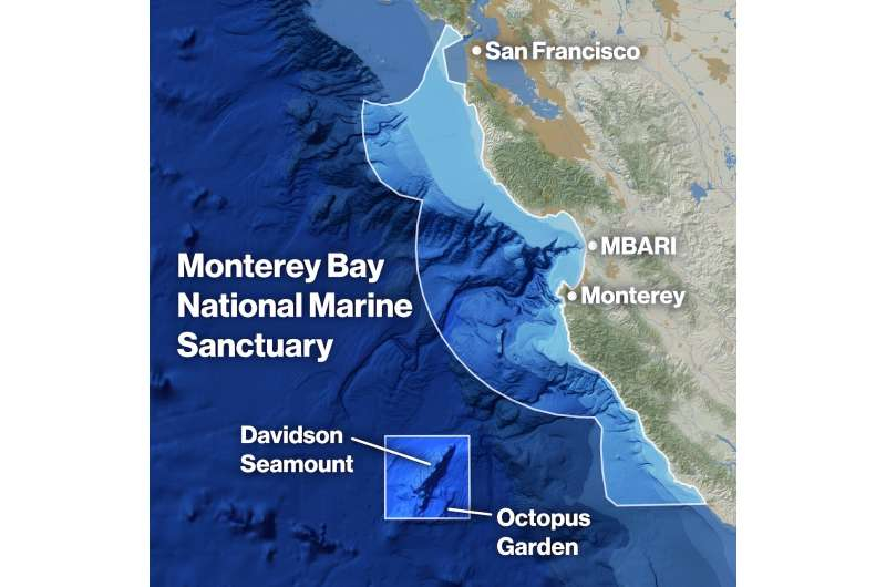 Тайны "сада осьминогов" у термальных источников