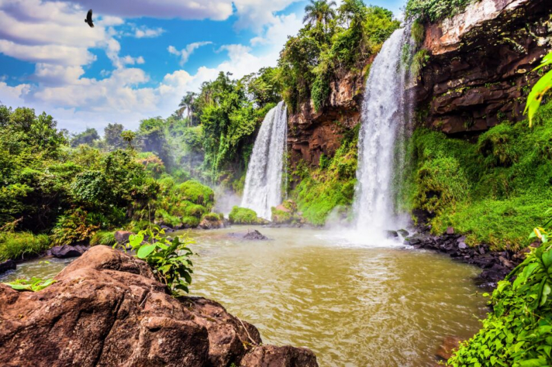 Тропические деревья применяют "социальное дистанцирование" для поддержания биоразнообразия, показало исследование