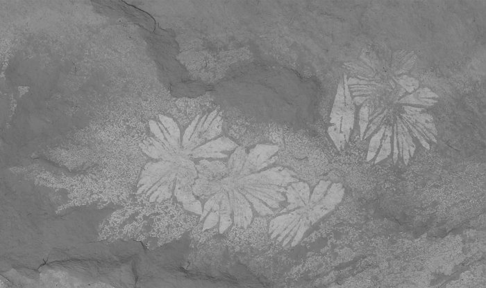 Уникального червя возрастом 500 млн лет назвали в честь Шай-Хулуда из вселенной Дюны