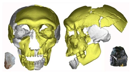 Древняя челюстная кость, обнаруженная в Китае, могла принадлежать ранее неизвестному виду человека