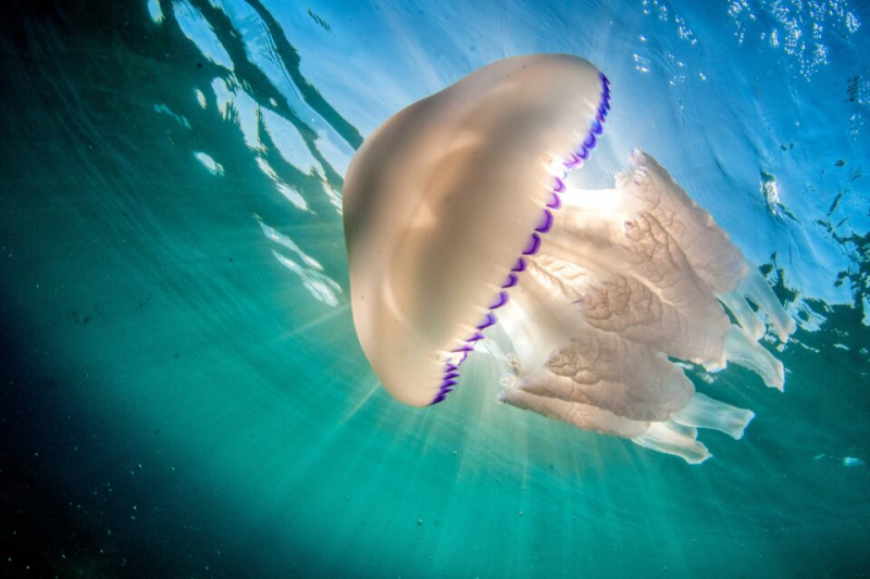 Медузы не так просты, как кажутся: новое исследование выявило у них развитые способности к обучению